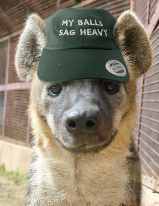 HachiHyena